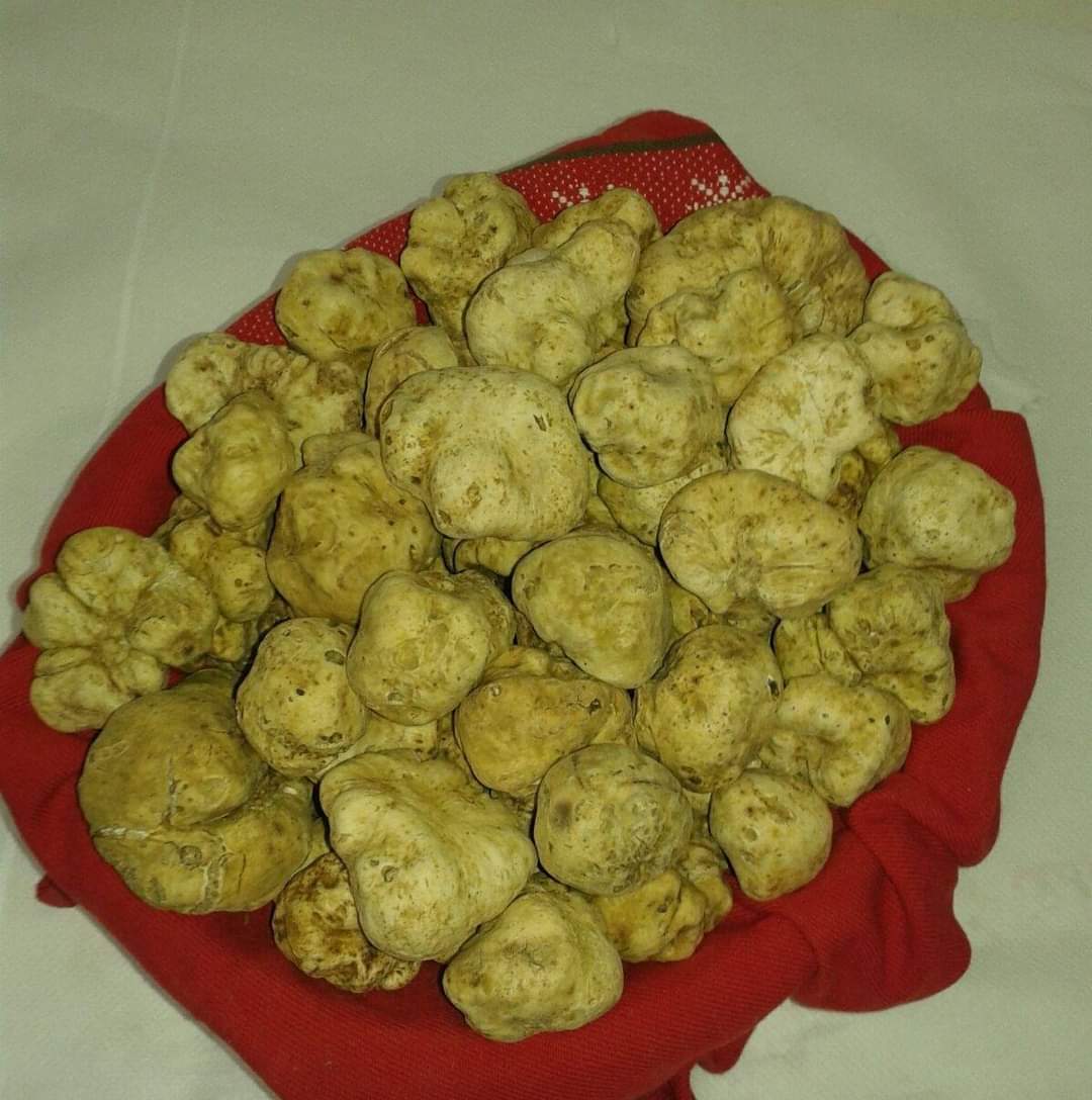 Trufe Albe Vărătice sau Trufe de Alba (Tuber Magnatum Pico)