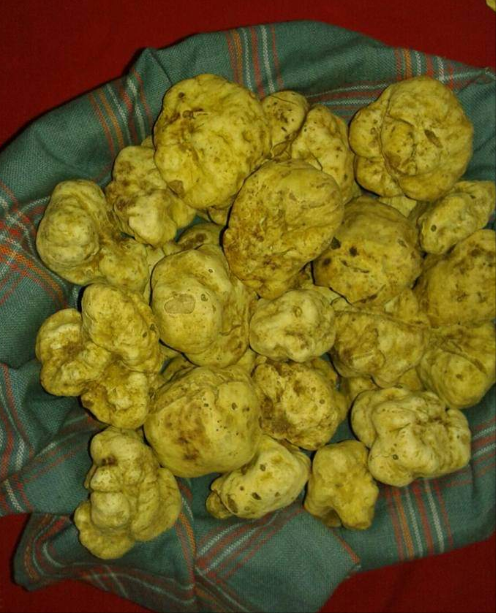 Trufe Albe Vărătice sau Trufe de Alba (Tuber Magnatum Pico)