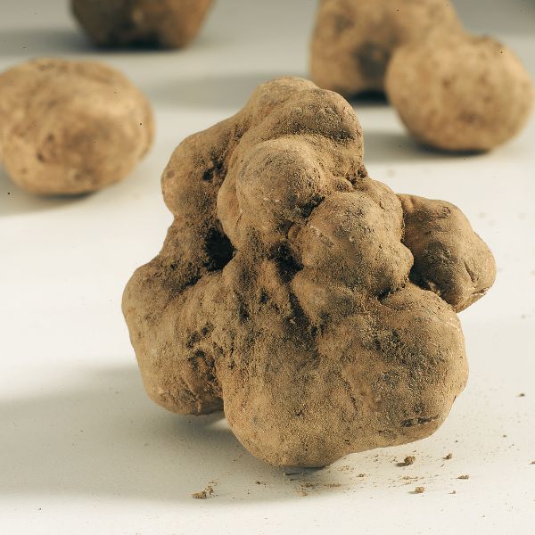 Trufe Albe Vărătice sau Trufe de Alba (Tuber Magnatum Pico)