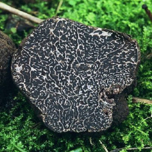 Trufe Negre Prețioase (Tuber Melanosporum)
