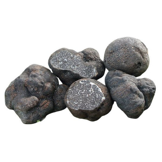 Trufe negre cu spori mari  - (Tuber Macrosporum)